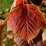 Snakebark maple (Acer Grosseri) 40 seeds