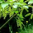 Snakebark maple (Acer Grosseri) 20 seeds