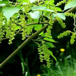 Snakebark maple (Acer Grosseri) 40 seeds