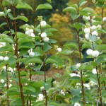 Snowberry (Symphoricarpos Albus) 10 seeds