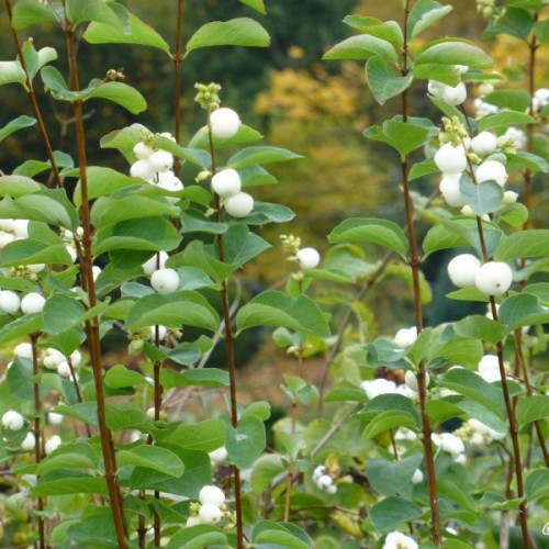 Snowberry (Symphoricarpos Albus) 20 seeds