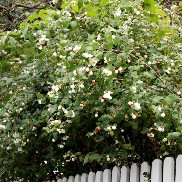 Symphoricarpos albus (Snowberry)