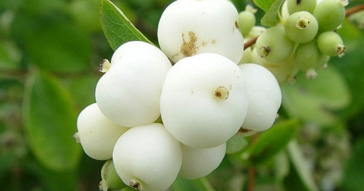 Symphoricarpos albus (Common Snowberry, Upright snowberry, White snowberry)