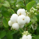 25 COMMON SNOWBERRY - WHITE Berries Pink Flowers Symphoricarpos Alba Shrub  Seeds