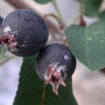 Snowy Mespilus (Amelanchier Ovalis) 30 seeds