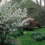 Snowy Mespilus (Amelanchier Ovalis) 60 seeds