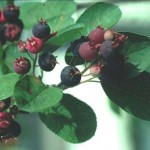 Snowy Mespilus (Amelanchier Ovalis) 30 seeds