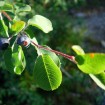 Snowy Mespilus (Amelanchier Ovalis) 60 seeds