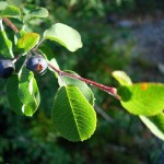 Snowy Mespilus (Amelanchier Ovalis) 10 seeds