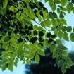 Soap tree (Gymnocladus Chinensis) 5 seeds