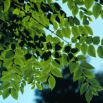 Soap tree (Gymnocladus Chinensis) 4 seeds