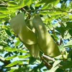 Soap tree (Gymnocladus Chinensis) 2 seeds