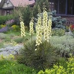 Soap weed (Yucca Glauca) 25 seeds