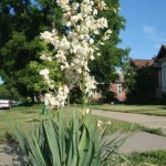 Soap weed (Yucca Glauca) 25 seeds