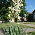 Soap weed (Yucca Glauca) 15 seeds