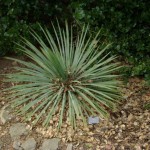 Soap weed (Yucca Glauca) 15 seeds