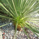 Soap weed (Yucca Glauca) 15 seeds