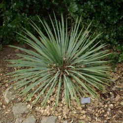 Soap weed (Yucca Glauca) 25 seeds