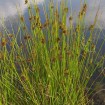 Soft Rush (Juncus Effusus) 50 seeds