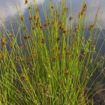 Soft Rush (Juncus Effusus) 1000 seeds