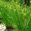 Soft Rush (Juncus Effusus) 500 seeds