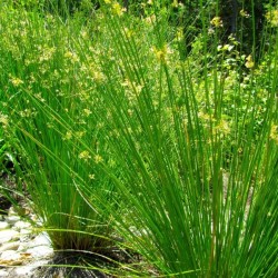 Soft Rush (Juncus Effusus) 1000 seeds