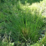 Soft Rush (Juncus Effusus) 1000 seeds