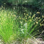 Soft Rush (Juncus Effusus) 500 seeds