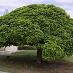 Southern Catalpa (Catalpa Bignonioides) 5 seeds