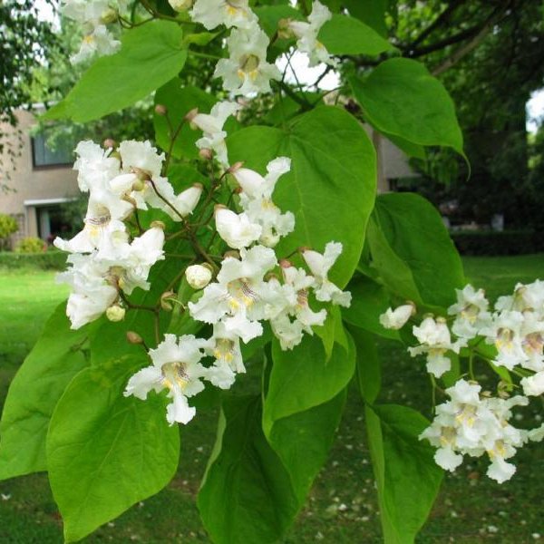Free US Shipping Details about   Southern Catalpa   Catalpa bignonioides   10 Seeds 