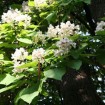 Southern Catalpa (Catalpa Bignonioides) 10 seeds