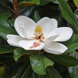 Southern Magnolia (Magnolia Grandiflora) 5 seeds