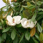 Southern Magnolia (Magnolia Grandiflora) 5 seeds