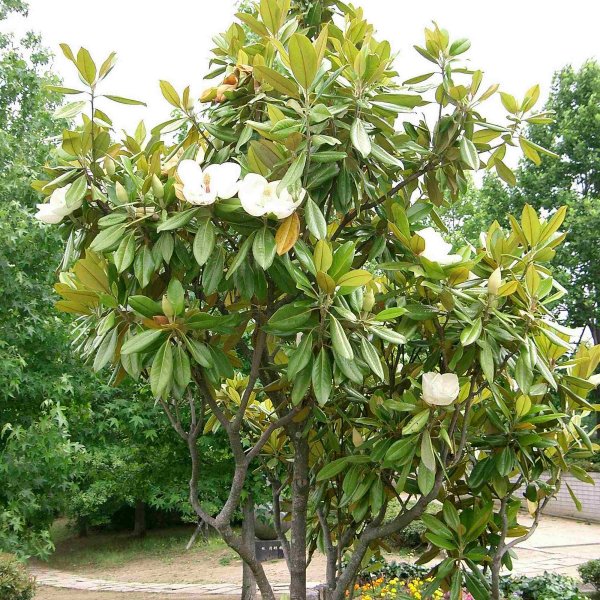 Magnolia Arbre de Magnolia Grandiflora 20 Graines Seeds