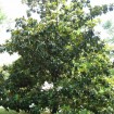 Southern Magnolia (Magnolia Grandiflora) 5 seeds
