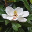 Southern Magnolia (Magnolia Grandiflora) 10 seeds