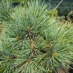 Southwestern white pine (Pinus Strobiformis) 4 seeds
