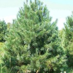Southwestern white pine (Pinus Strobiformis) 4 seeds