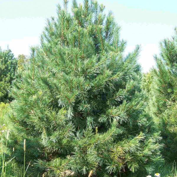 Buy Southwestern white pine (Pinus Strobiformis) 30 seeds online :: Seeds :: HobbySeeds Store