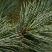 Southwestern white pine (Pinus Strobiformis) 10 seeds