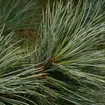 Southwestern white pine (Pinus Strobiformis) 4 seeds