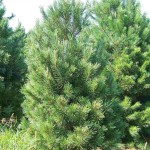 Southwestern white pine (Pinus Strobiformis) 2 seeds