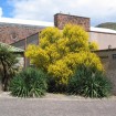 Spanish Broom (Spartium Junceum) 30 seeds