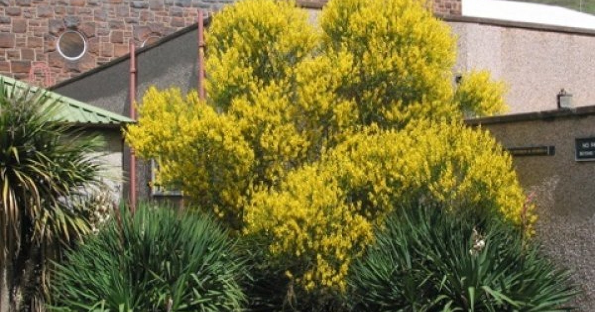 Spartium junceum FREE 6 Variety Seed Pack Spanish Broom Seeds Packaged in FROZEN SEED CAPSULES for Growing Seeds Now or Saving Seeds a $29.95 Value! 20+ Medicinal Herb Seeds