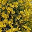 Spanish Broom (Spartium Junceum) 30 seeds