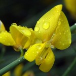 Spanish Broom (Spartium Junceum) 15 seeds