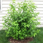 Spice Bush (Lindera Benzoin) 20 seeds