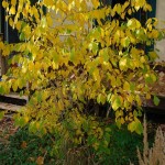 Spice Bush (Lindera Benzoin) 100 seeds