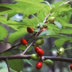 Spice Bush (Lindera Benzoin) 100 seeds