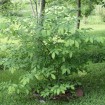 Spice Bush (Lindera Benzoin) 10 seeds